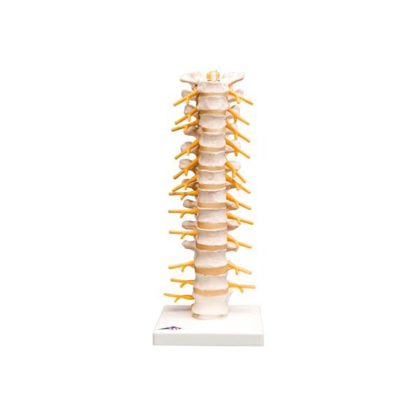 3B Anatomical Model - Thoracic Spinal Column